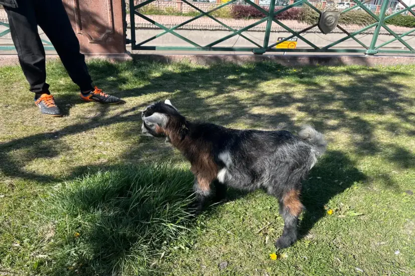 Evcil Keçiyle Sabah Gezintisi: Eskişehir’de Sıra Dışı Görüntü!