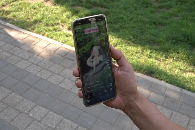 Sosyal Medya Ayağa Kalktı: Eskişehir'de "Canavarca" Köpek Dövüşüne Büyük Tepki