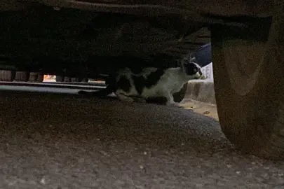 Araç Sahibine Tepki: Kaputtaki Kedi 1 Saat Bekledi!