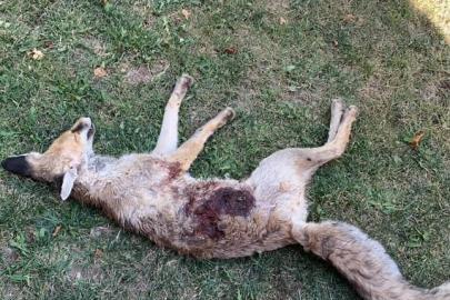 Av bölgesi olmayan mahallede tüfekle tilki vurulduğu iddiası