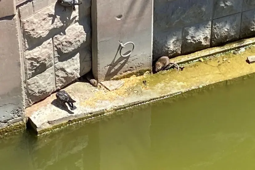 ESKİŞEHİR’DE PORSUK ÇAYI’NDA FARE ALARMI