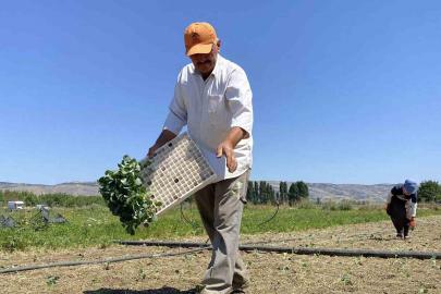 (ÖZEL) Eskişehirli çiftçinin alın teri kuraklığa ve yüksek maliyetlere yenik düştü