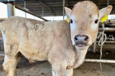 ESKİŞEHİR HAYVAN PAZARI YENİDEN AÇILDI!