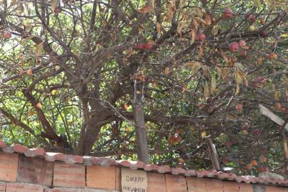 ESKİŞEHİR’DE BAHÇE SAHİBİNDEN ELMA AĞACINA DİKKAT ÇEKEN UYARI!