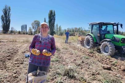 Kümbet’te yetiştirilen doğal patatesin hasadı başladı