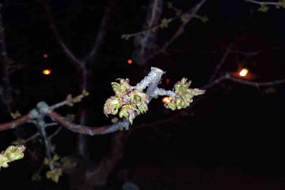 Zirai don zararına uğrayan çiftçilere destekleme ödemesi yapılacak