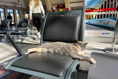 Soğuktan kaçan patili misafir, gar koltuğunda güneş keyfi yaptı