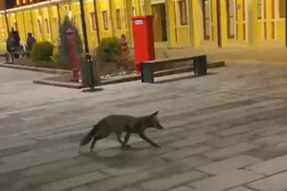 Eskişehir garında tren beklerken gördükleri tilki karşısından hayrete düştüler