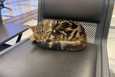 SOĞUKTAN KAÇAN KEDİLER İSTASYONU YUVA YAPTI!