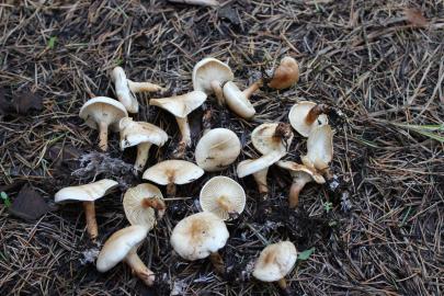 Topladıkları Mantarı Yediler, Saatler Sonra Zehirlendiler