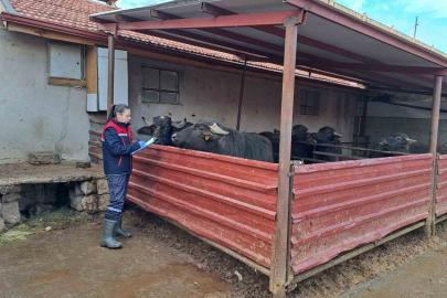 ’Halk Elinde Anadolu Mandasının Islahı Projesi’ devam ediyor