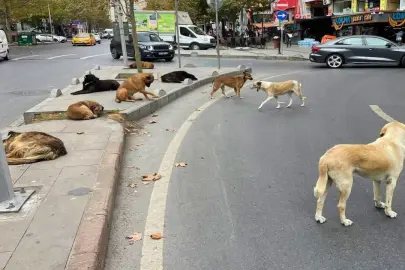 Bakan Çiftçi'den Eskişehir İçin Sokak Hayvanları Açıklaması