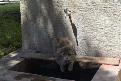 Odunpazarı Evleri Bölgesinde Tebessüm Ettiren Görüntü