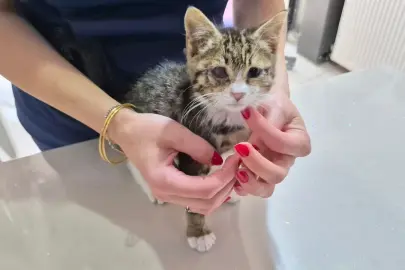 Eskişehirli Veterinerden Sıcak Hava Uyarısı